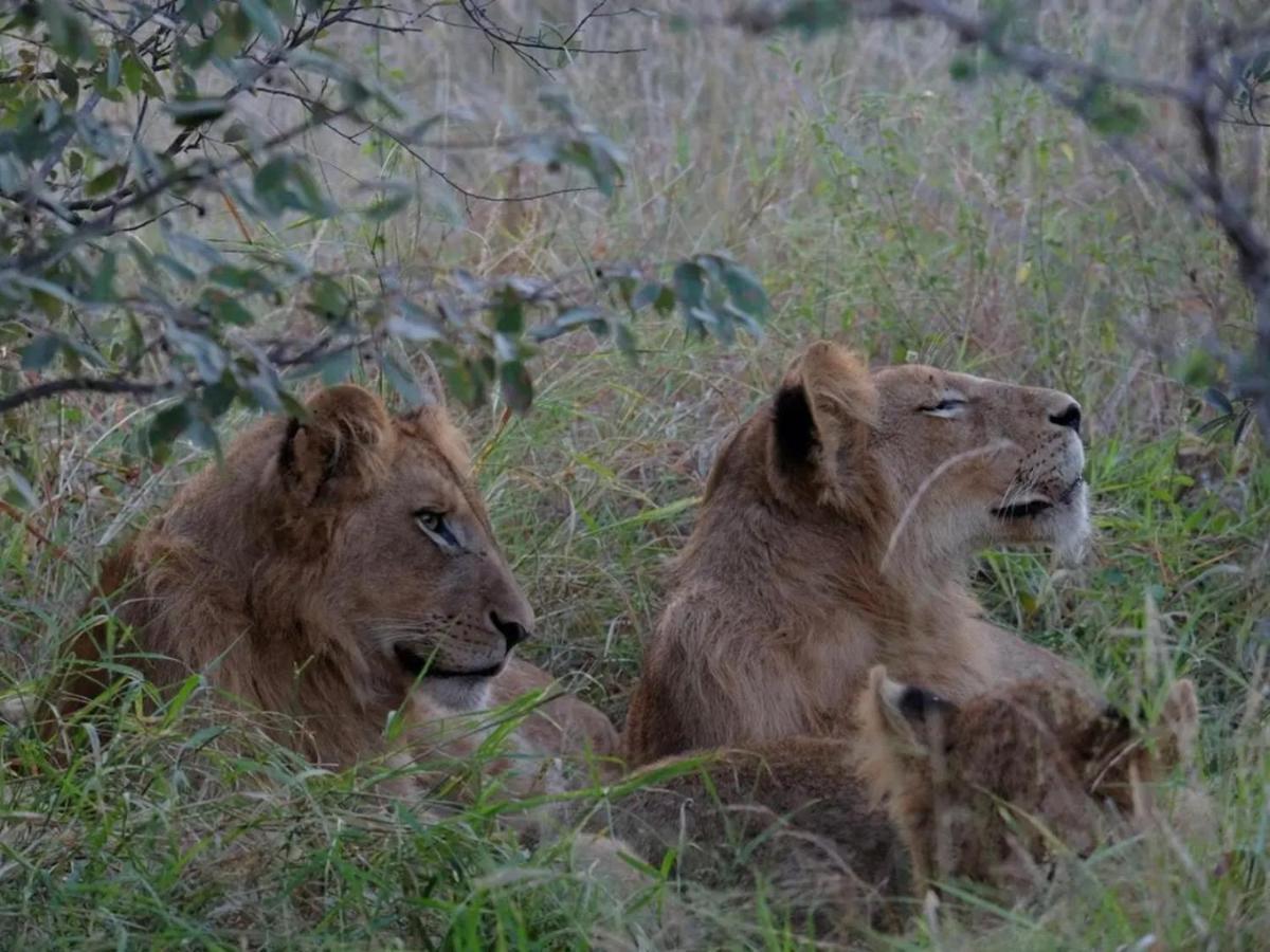 Masodini Game Lodge Hoedspruit Exteriör bild