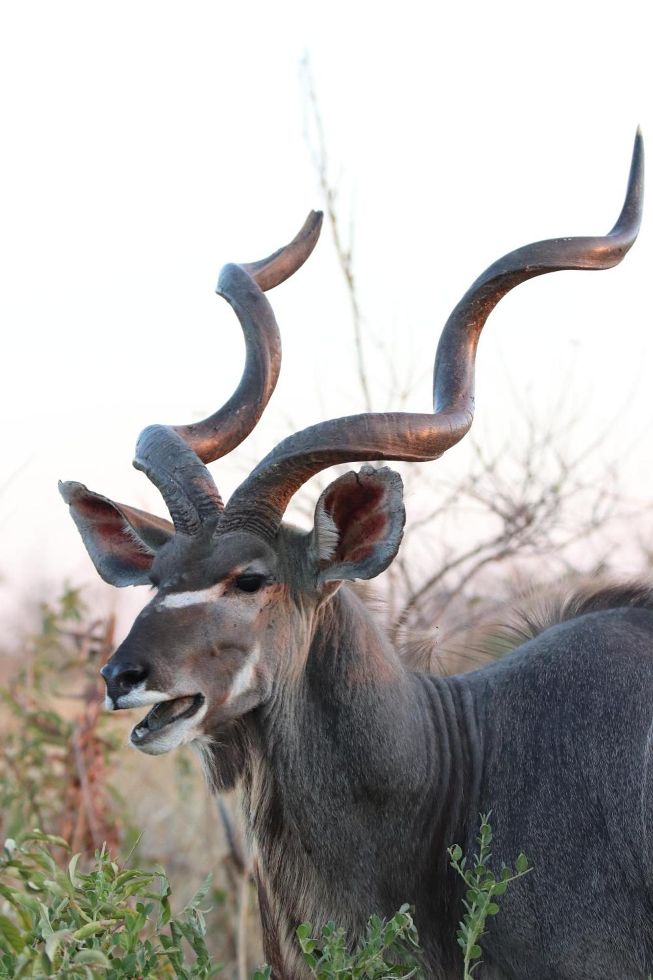 Masodini Game Lodge Hoedspruit Exteriör bild