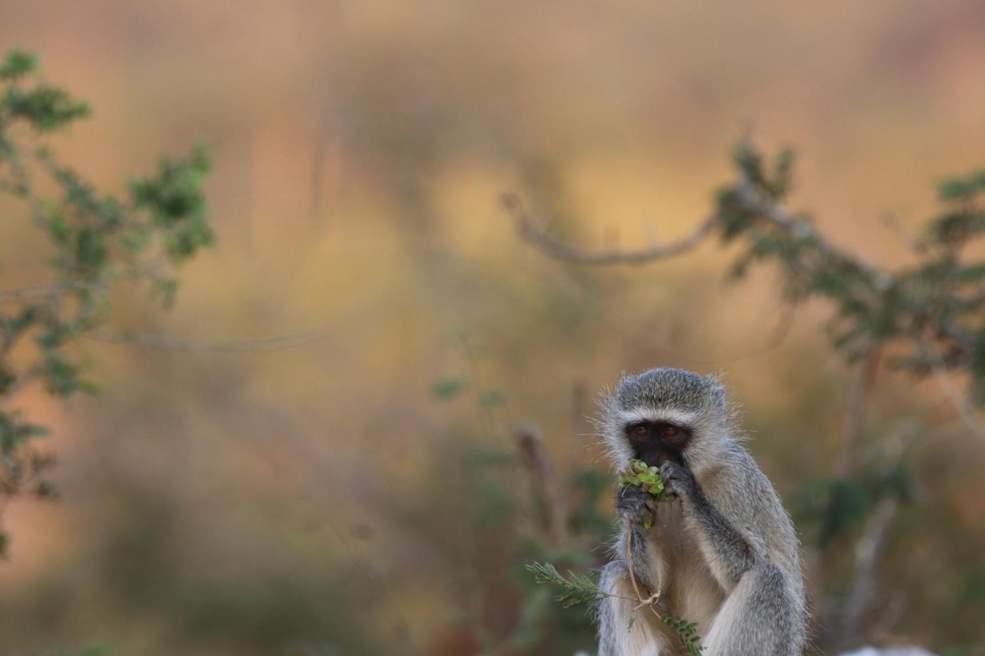 Masodini Game Lodge Hoedspruit Exteriör bild