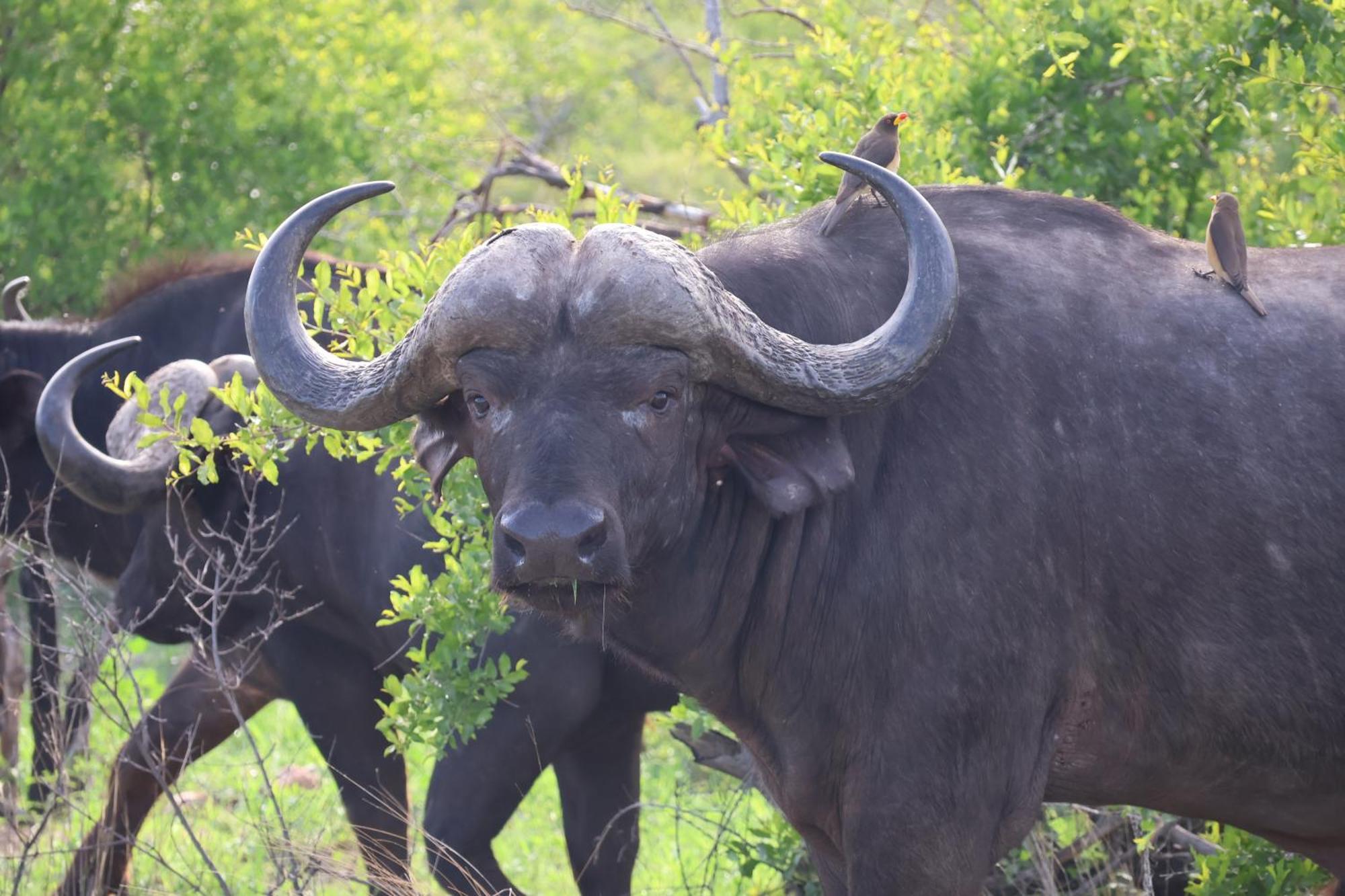 Masodini Game Lodge Hoedspruit Exteriör bild